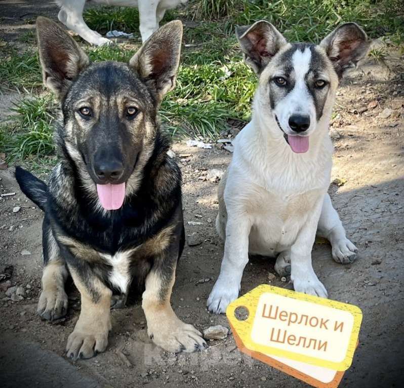 Собаки в Москве: Щенки коротколапики в дар, Бесплатно - фото 1
