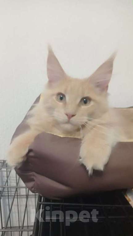 Кошки в Москве: Котята мейн кун Девочка, Бесплатно - фото 1