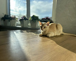 Кошки в Воронеже: Котенок Европейская бурма Мальчик, Бесплатно - фото 3