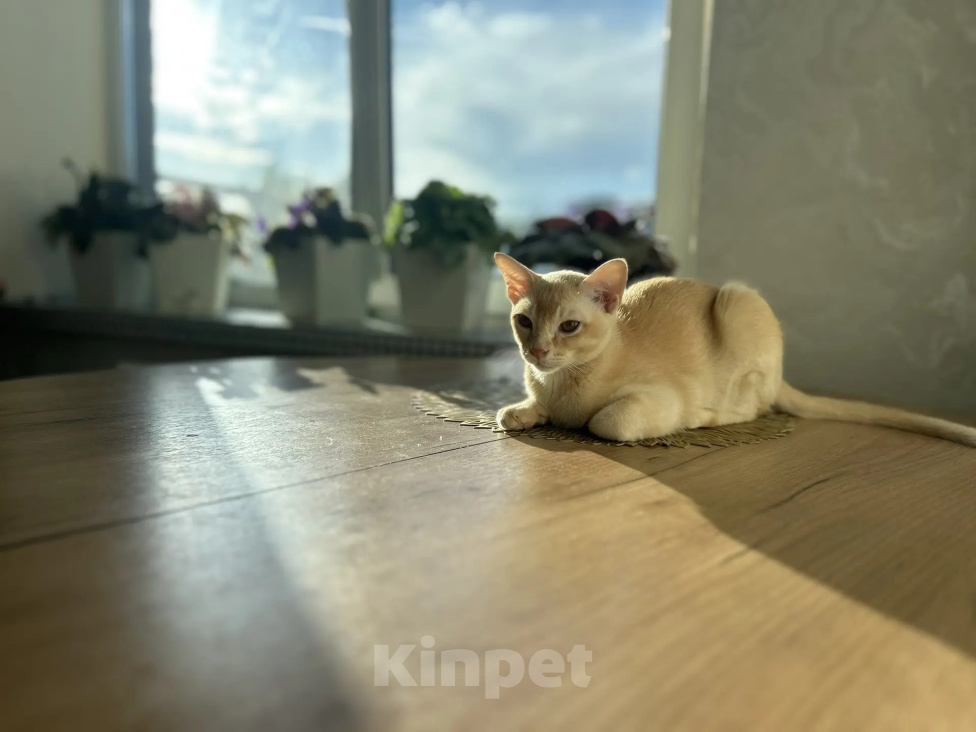 Кошки в Воронеже: Котенок Европейская бурма Мальчик, Бесплатно - фото 3