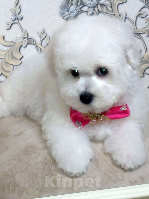 Собаки в Москве: Бишон Фризе чистокровные щенки РКФ Москва Девочка, 120 000 руб. - фото 3