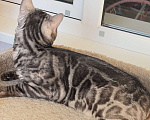 Кошки в Москве: Молодой бенгальский кот Мальчик, 5 000 руб. - фото 5