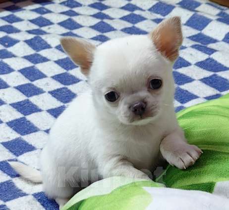 Собаки в Москве: Чихуахуа. Мальчик Мальчик, 50 000 руб. - фото 1