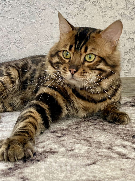 Кошки в Москве: Кашемировый самец Мальчик, 100 000 руб. - фото 1