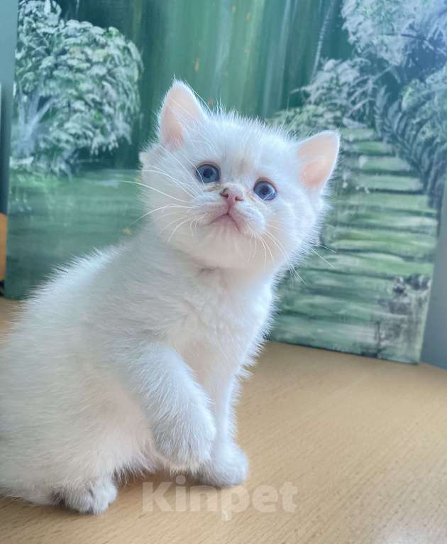 Кошки в Москве: Шотландский котенок Мальчик, 20 000 руб. - фото 1