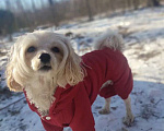 Собаки в Королеве: Манюня Девочка, Бесплатно - фото 4