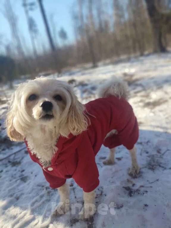 Собаки в Королеве: Манюня Девочка, Бесплатно - фото 4