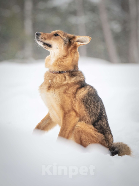 Собаки в Клине: Миндаль — милая карамельная очаровашка, которая ждёт своего Человека Девочка, Бесплатно - фото 3