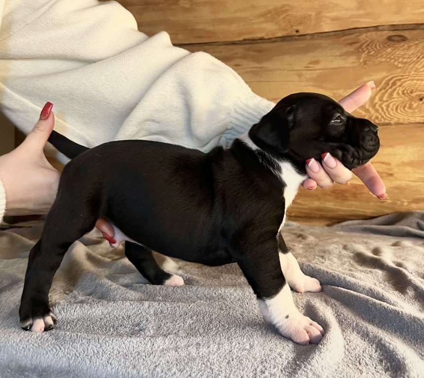 Собаки в Москве: Щенок американского стаффордширского терьера! ???? Мальчик, 75 000 руб. - фото 2