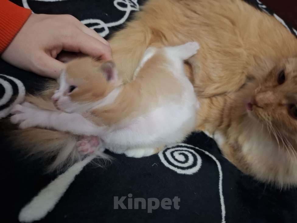 Кошки в Москве: Отдадим в добрые руки рыженькую девочку Девочка, Бесплатно - фото 3