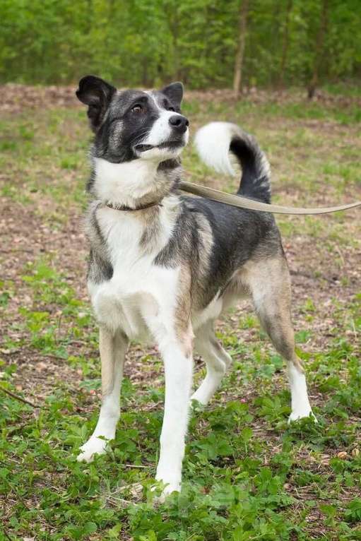 Собаки в Москве: Джек. Бывшедомашний парень Мальчик, 1 руб. - фото 4