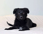 Собаки в Москве: Черное солнышко Стрелка, ласковый щеночек в добрые руки Девочка, 10 руб. - фото 4