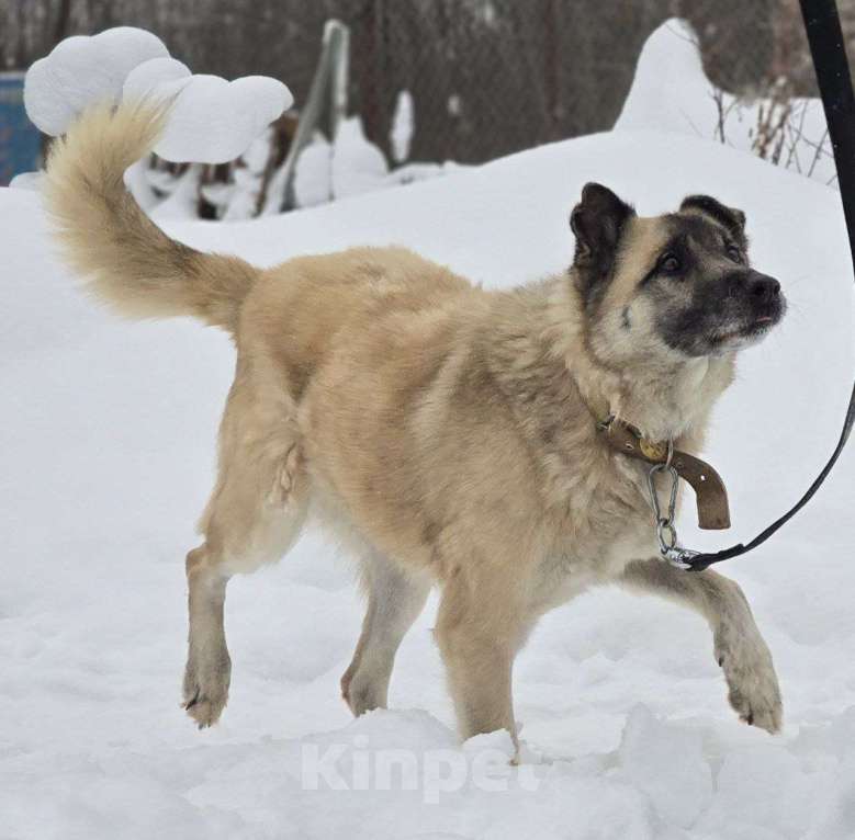 Собаки в Королеве: Боб живет в приюте и мечтает найти своего человека! Мальчик, Бесплатно - фото 2
