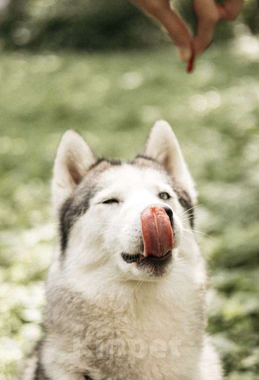 Собаки в Москве: Красавица Эмми ждет свою семью. Девочка, Бесплатно - фото 8