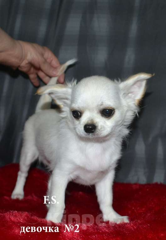 Собаки в Санкт-Петербурге: чихуяшка девочка Девочка, 25 000 руб. - фото 3