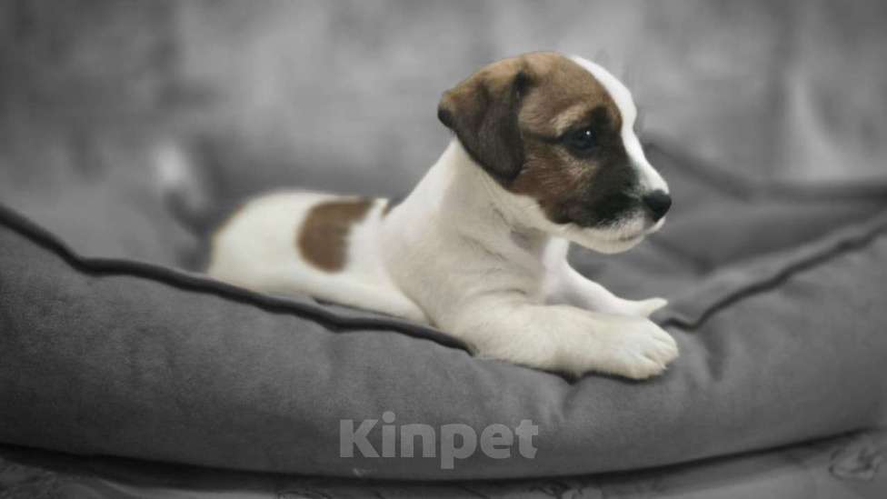 Собаки в Туле: Джек Рассел Терьер щенки Мальчик, 60 000 руб. - фото 4