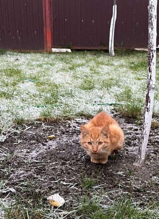 Кошки в Казани: Рыжики в беде  Мальчик, Бесплатно - фото 3