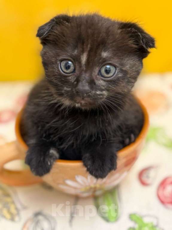 Кошки в Геленджике: Котенок в добрые руки Девочка, Бесплатно - фото 3
