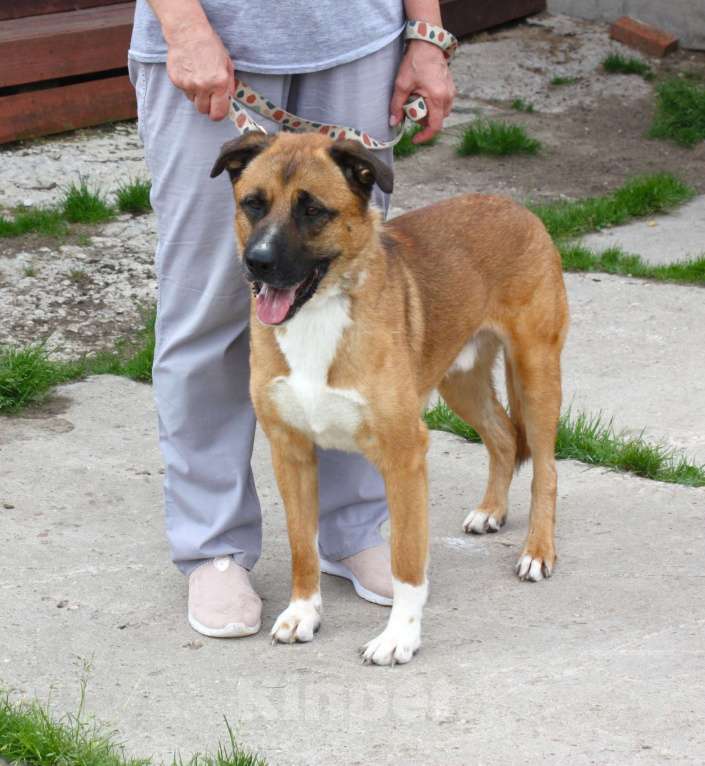 Собаки в Москве: Тоша очень хочет стать домашним Мальчик, Бесплатно - фото 4