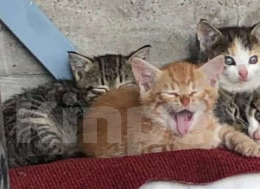 Кошки в Санкт-Петербурге: Рыжик Мальчик, Бесплатно - фото 2