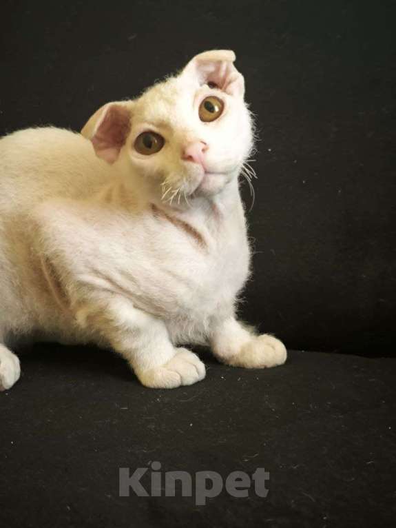 Кошки в Москве: Украинский левкой чистопродный. Документы Мальчик, Бесплатно - фото 2