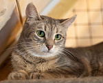 Кошки в Москве: Лапочка ищет дом! Девочка, Бесплатно - фото 5
