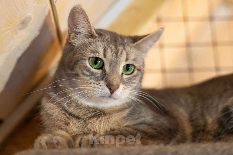 Кошки в Москве: Лапочка ищет дом! Девочка, Бесплатно - фото 5