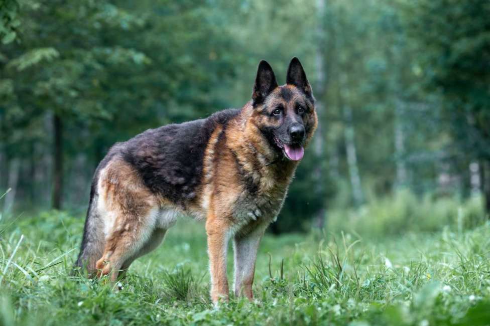 Собаки в Москве: Арчи Мальчик, Бесплатно - фото 2