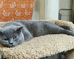 Кошки в Санкт-Петербурге: Британский котик Sekiro ищет дом  Мальчик, 10 руб. - фото 2