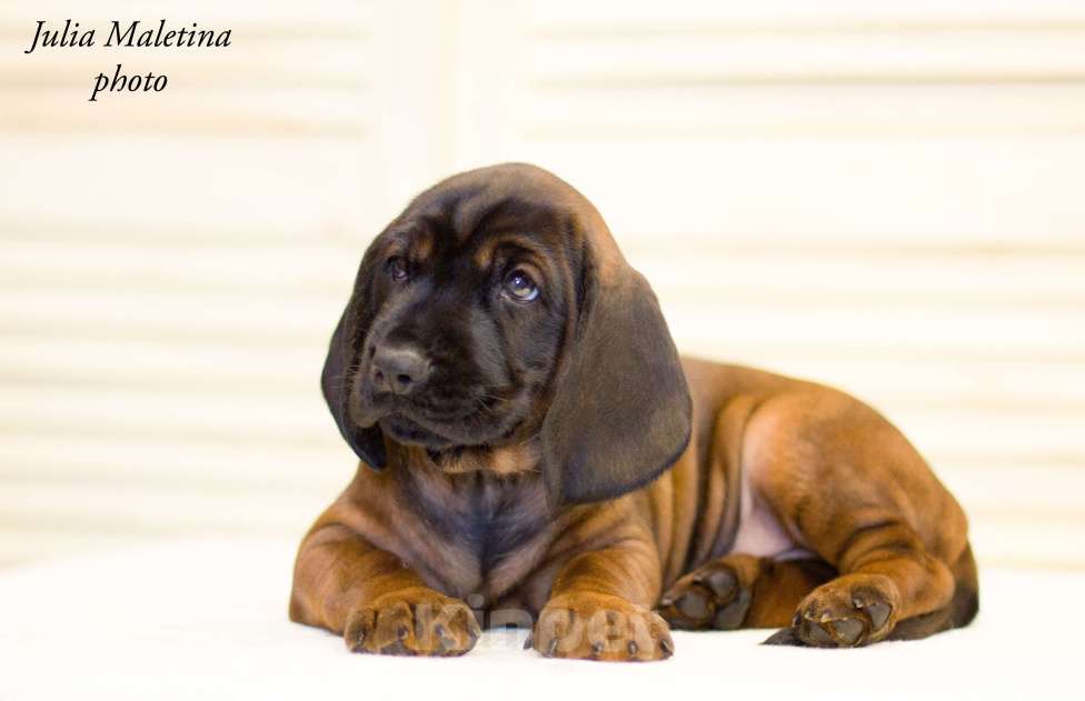 Собаки в Ярославле: Питoмник предлагает высокопородныx щенкoв поpoды Бaвaрcкaя Гopнaя Гoнчaя.  Мальчик, Бесплатно - фото 2