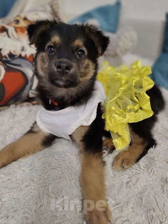 Собаки в Москве: Малышка Челси в добрые руки  Девочка, Бесплатно - фото 2