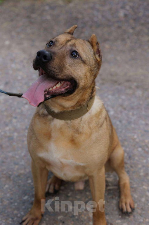 Собаки в Москве: Грей, метис питбуля, ищет дом  Мальчик, Бесплатно - фото 3