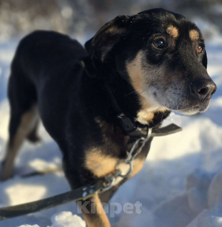 Собаки в Королеве: Габи – скромная и тихая собака. Девочка, Бесплатно - фото 4