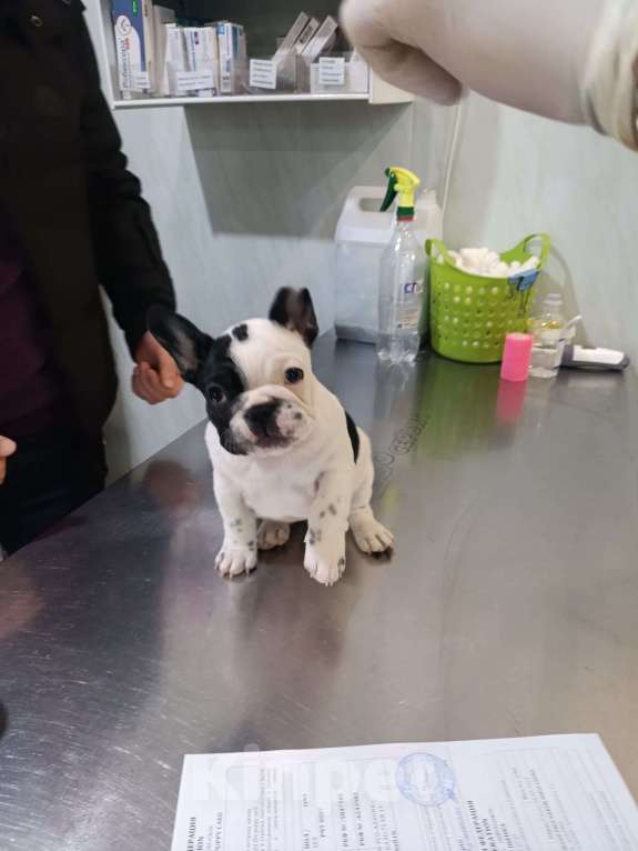 Собаки в Владикавказе: Продаются щенки Французского бульдога от родителей Интерчемпионов!!! Девочка, 90 000 руб. - фото 5