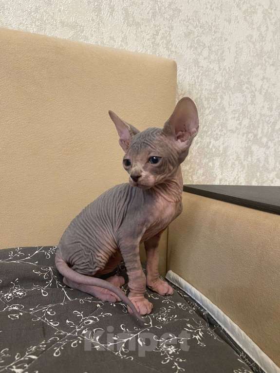 Кошки в Москве: Котята канадского сфинкса Мальчик, 25 000 руб. - фото 2