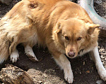 Собаки в Пушкино: В добрые руки Девочка, Бесплатно - фото 1