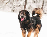 Собаки в Москве: Шикарный леонбергер Бруно в дар Мальчик, Бесплатно - фото 2