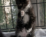 Кошки в Химках: Котенок девочка Девочка, Бесплатно - фото 2