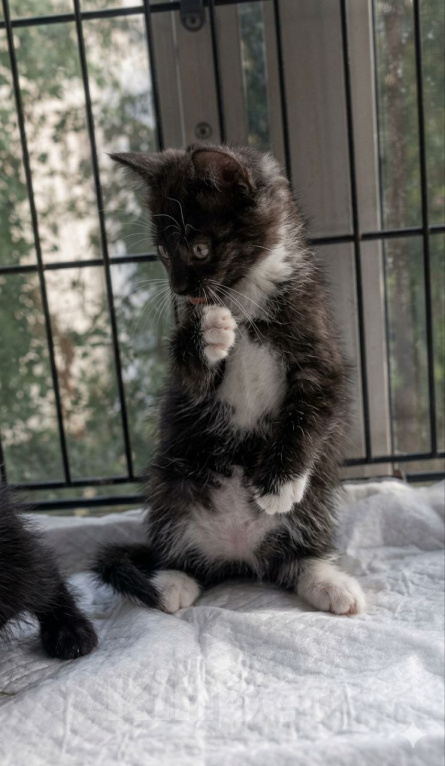 Кошки в Химках: Котенок девочка Девочка, Бесплатно - фото 2
