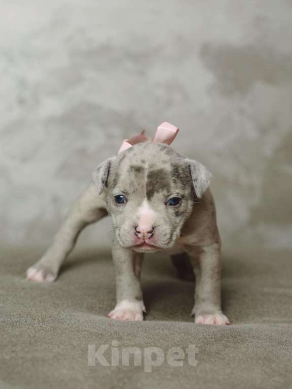 Собаки в Сургуте: Щенки Американского булли  Девочка, 60 000 руб. - фото 9