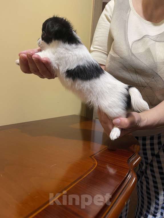 Собаки в других городах Московской области: Чихуахуа клубная девочка Девочка, 75 000 руб. - фото 9