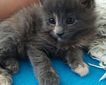 Кошки в Химках: Полидакт мейн-кун котята Девочка, 30 000 руб. - фото 5