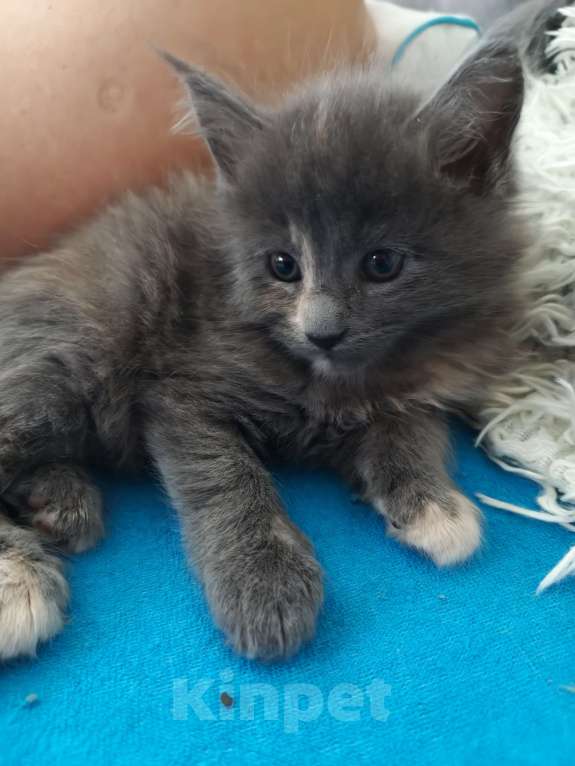 Кошки в Химках: Полидакт мейн-кун котята Девочка, 30 000 руб. - фото 5