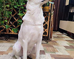 Собаки в Москве: Великолепный Плюш, красивый домашний пес  в добрые руки Мальчик, 10 руб. - фото 3