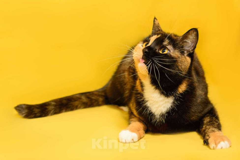 Кошки в Москве: Трехцветная кошка химера необычного окраса Джульетта в дар Девочка, 1 руб. - фото 6