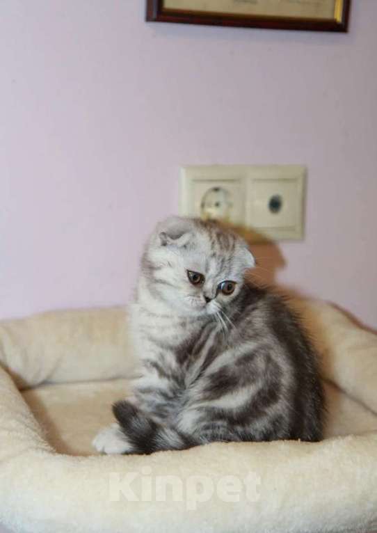 Кошки в Москве: Шотландская милашка Девочка, 40 000 руб. - фото 2