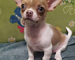 Собаки в Клине: Кобели чихуахуа для вязки Мальчик, Бесплатно - фото 7