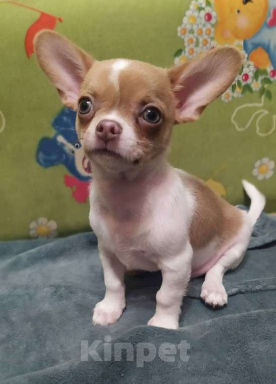 Собаки в Клине: Кобели чихуахуа для вязки Мальчик, Бесплатно - фото 7