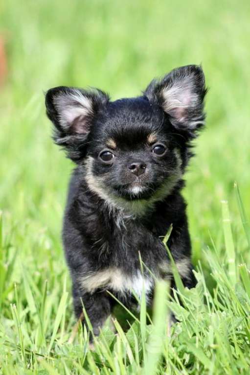 Собаки в Москве: Чихуахуа мальчик Мальчик, 30 000 руб. - фото 5