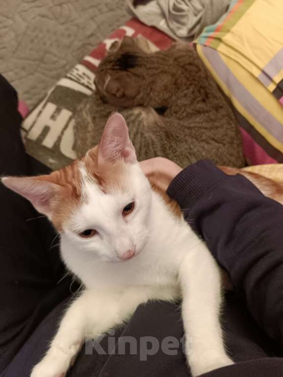 Кошки в Лобне: Отдам даром срочно Мальчик, Бесплатно - фото 2